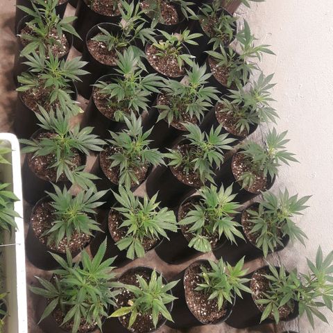 Rainbows growlog timeline photo