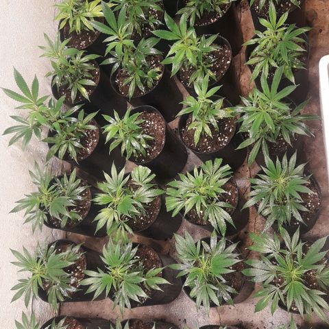 Rainbows growlog timeline photo