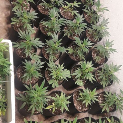 Rainbows growlog timeline photo