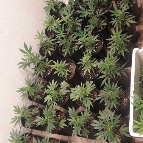 Rainbows growlog timeline photo