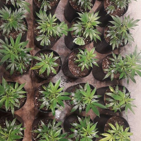 Rainbows growlog photo: Dia 8 de Vegetativo