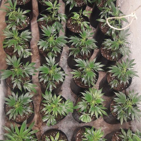 Rainbows growlog photo: Dia 8 de Vegetativo