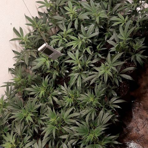 Rainbows growlog photo: Primer dia Periodo 12/12!