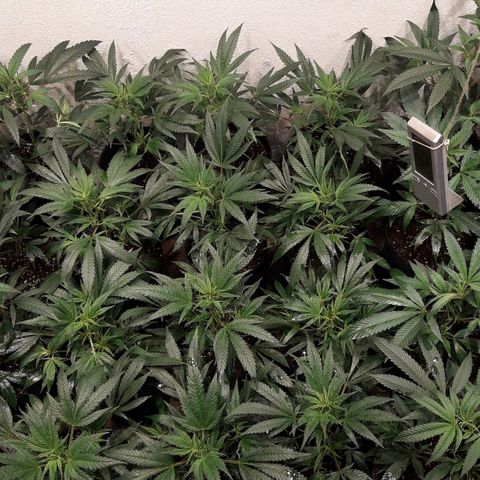 Rainbows growlog photo: Primer dia Periodo 12/12!