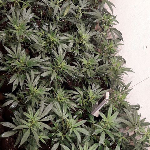 Rainbows growlog photo: Primer dia Periodo 12/12!