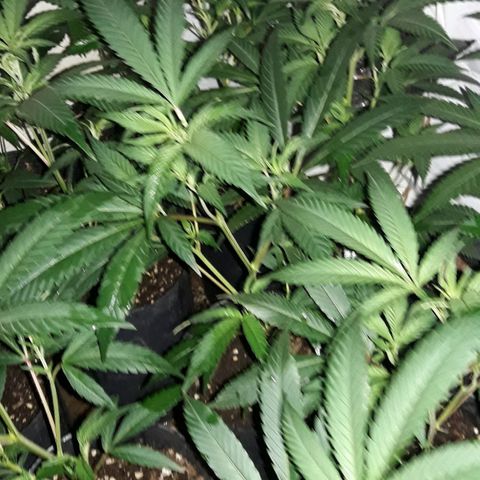Rainbows growlog photo: Primer dia Periodo 12/12!