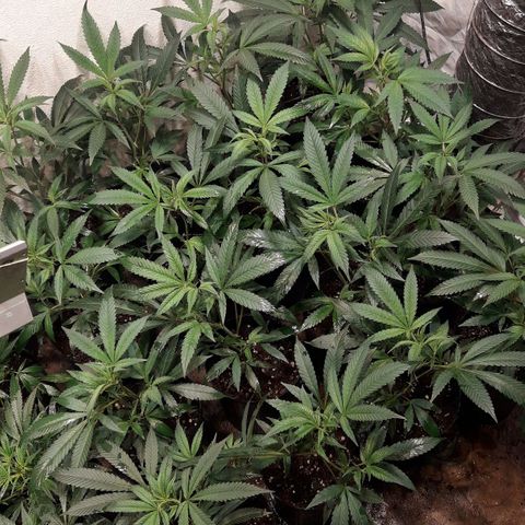 Rainbows growlog photo: Primer dia Periodo 12/12!