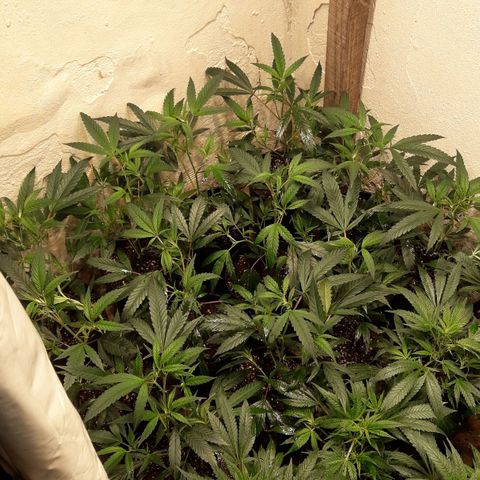 Rainbows growlog photo: Primer dia Periodo 12/12!