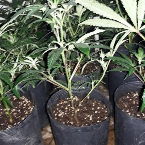 Rainbows growlog photo: Primer dia Periodo 12/12!