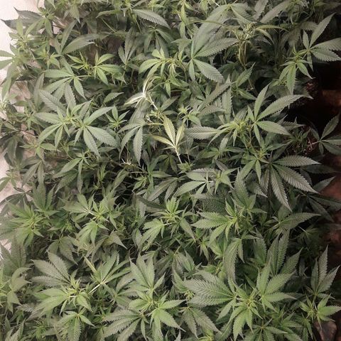 Rainbows growlog photo: Defoliada