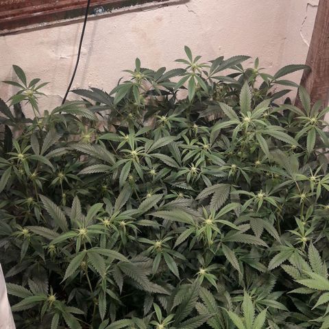 Rainbows growlog photo: Master Kush