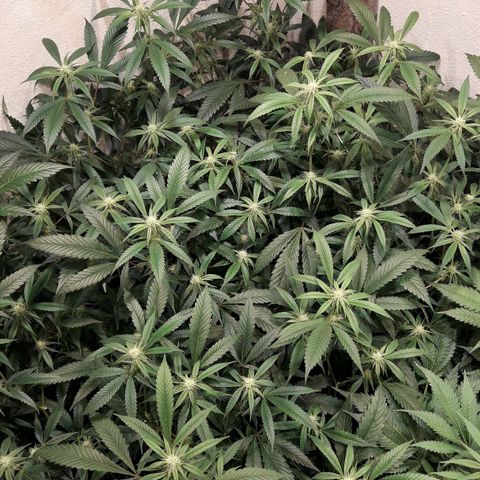 Rainbows growlog photo: Master Kush dia 21 de flora