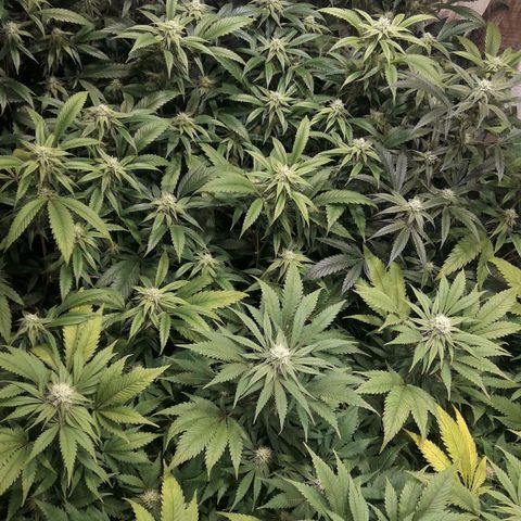 Rainbows growlog photo: Masterkush