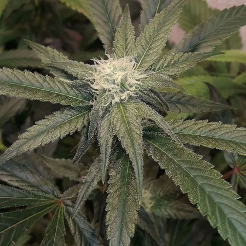 Rainbows growlog photo: Masterkush