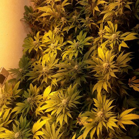 Rainbows growlog timeline photo