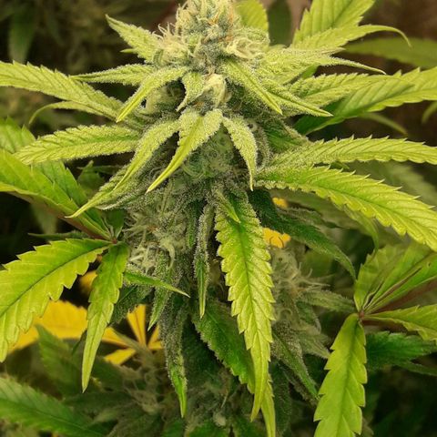 Rainbows growlog photo: Masterkush