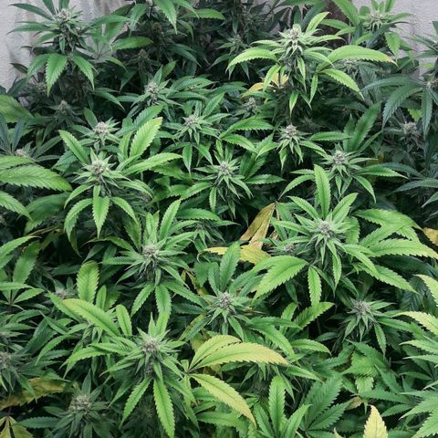 Rainbows growlog photo: Masterkush