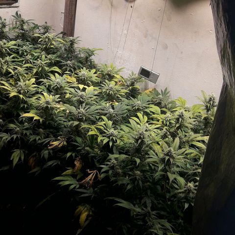Rainbows growlog timeline photo