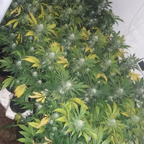 Rainbows growlog timeline photo