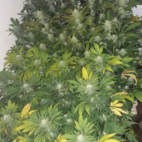 Rainbows growlog timeline photo