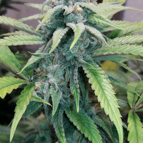 Rainbows growlog photo: MASTERKUSH