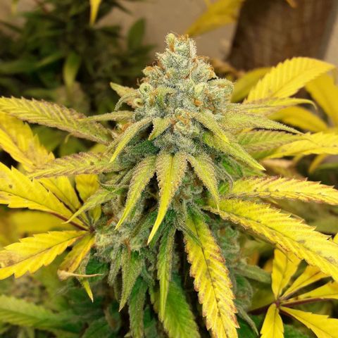 Rainbows growlog photo: MasterKush
