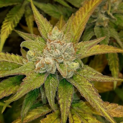 Rainbows growlog photo: MasterKush
