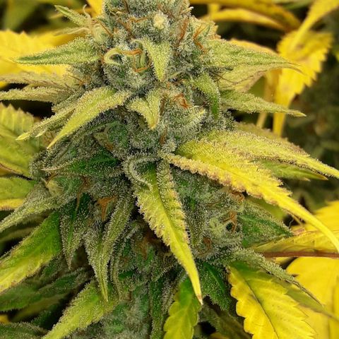 Rainbows growlog photo: MasterKush