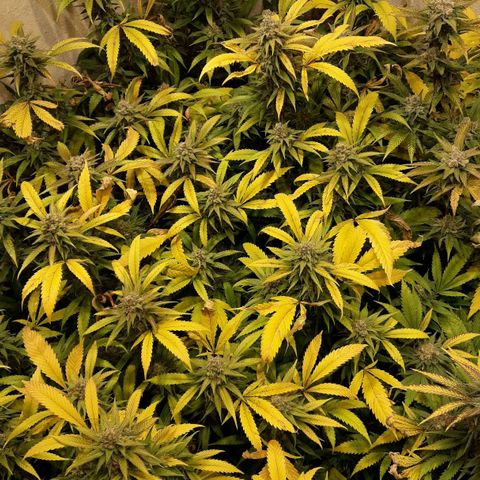 Rainbows growlog photo: MasterKush