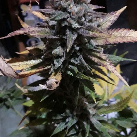 Rainbows growlog photo: Cosrcha