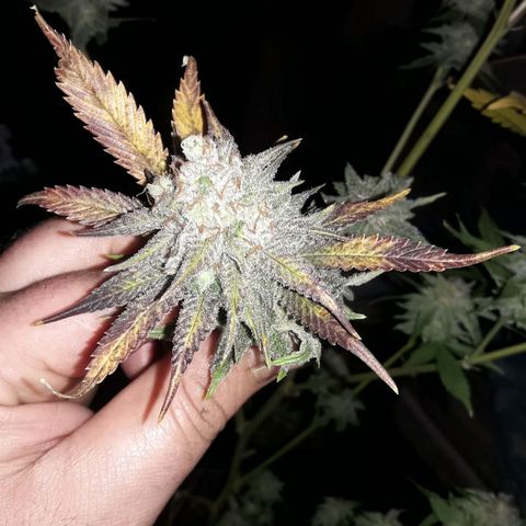 Rainbows growlog photo: Cosrcha