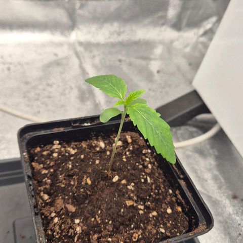 Royal Gorilla 1 growlog timeline photo