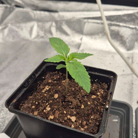 Wedding Gelato 1 growlog timeline photo