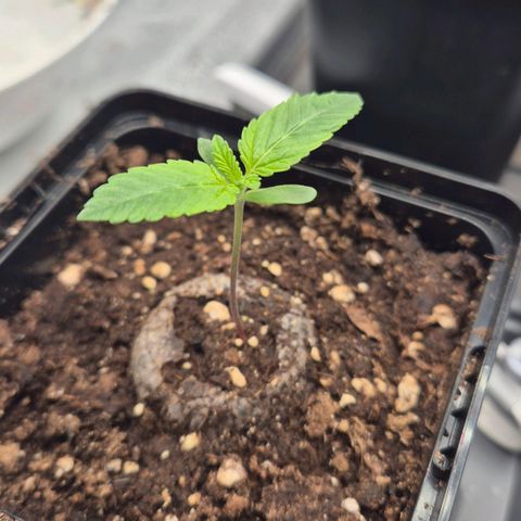 Wedding Gelato 2 growlog timeline photo