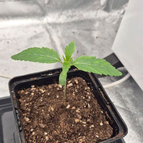 Royal Gorilla 1 growlog timeline photo