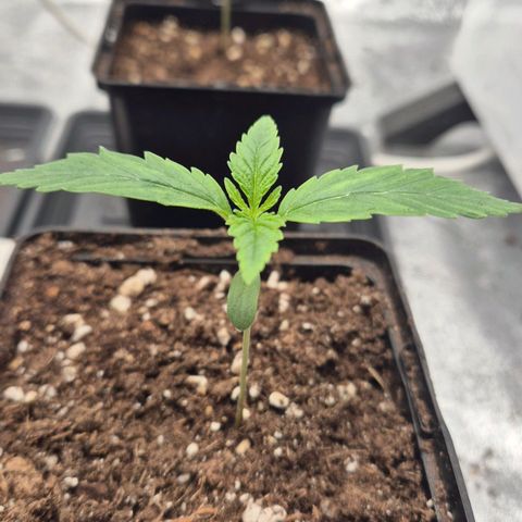 Royal Gorilla 2 growlog timeline photo