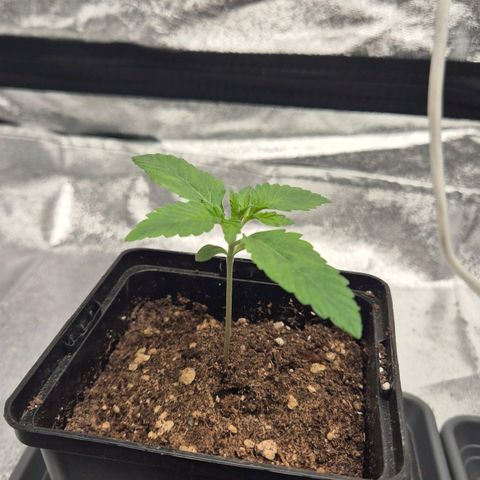 Wedding Gelato 1 growlog timeline photo