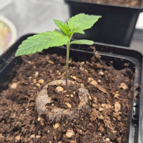 Wedding Gelato 2 growlog timeline photo