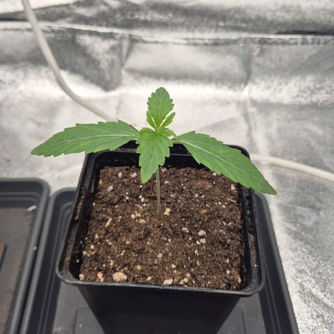 Royal Gorilla 1 growlog timeline photo