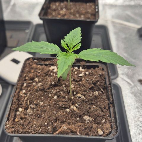 Royal Gorilla 2 growlog timeline photo