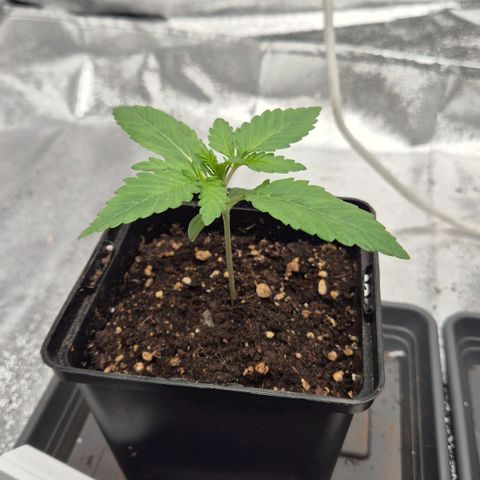 Wedding Gelato 1 growlog timeline photo