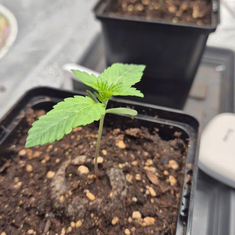 Wedding Gelato 2 growlog timeline photo