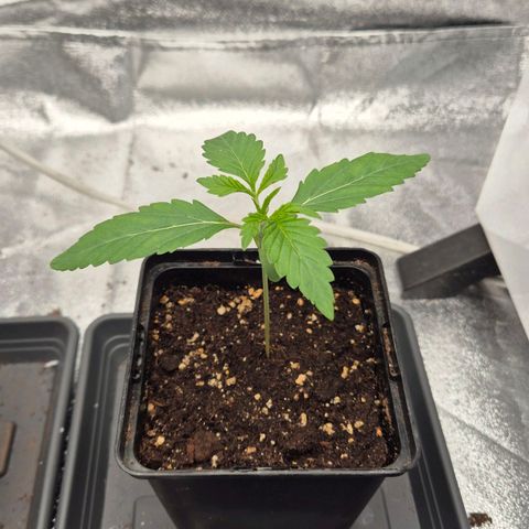 Royal Gorilla 1 growlog timeline photo