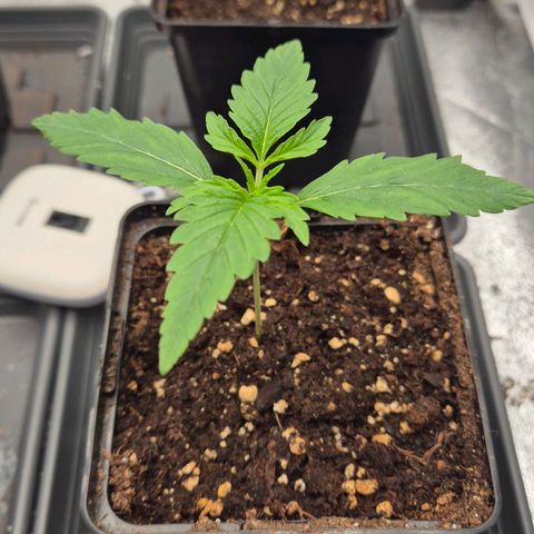 Royal Gorilla 2 growlog timeline photo