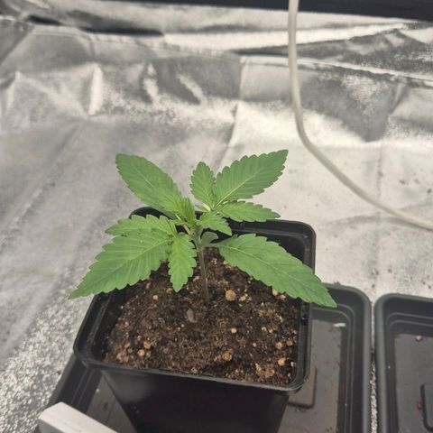 Wedding Gelato 1 growlog timeline photo