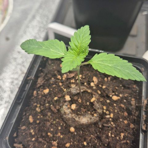 Wedding Gelato 2 growlog timeline photo