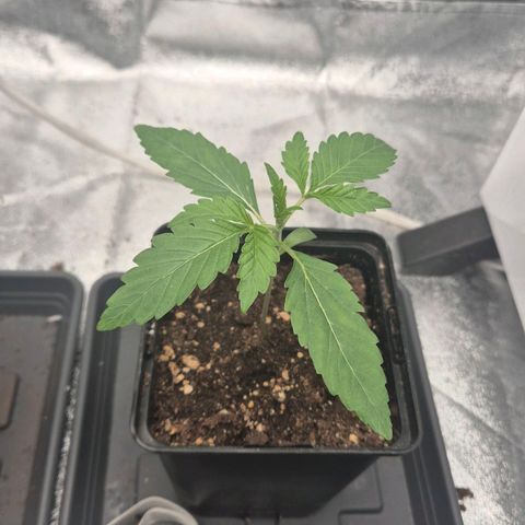 Royal Gorilla 1 growlog timeline photo