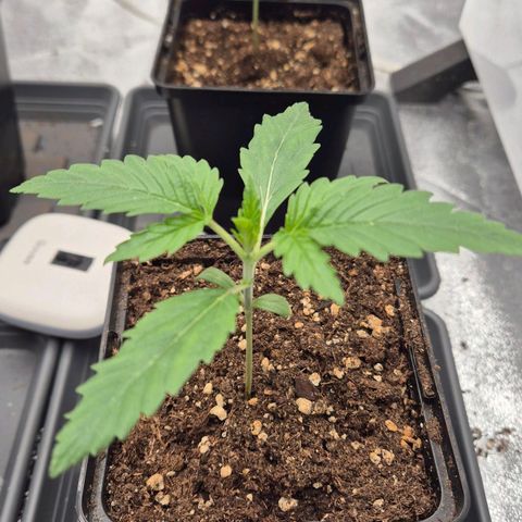 Royal Gorilla 2 growlog timeline photo