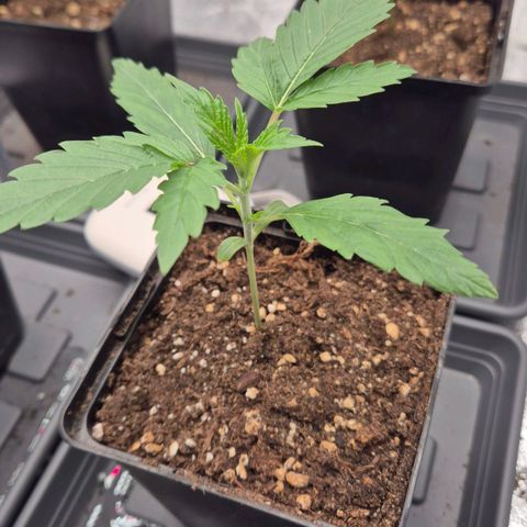 Royal Gorilla 1 growlog timeline photo