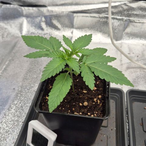 Wedding Gelato 1 growlog timeline photo